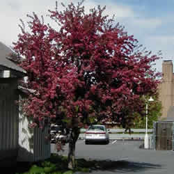 Crabapple, Royalty Red