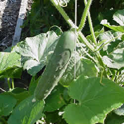 Cucumber, Bush Spacemaster