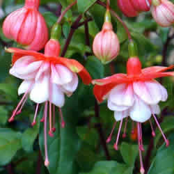 Fuchsia, Rose Quartet