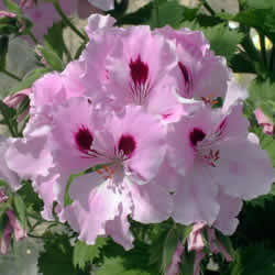Geranium Regal, Lilac Pink