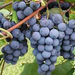 Grape Standard, Concord Blue