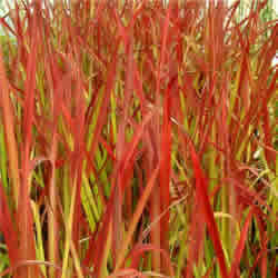 Imperata, Japanese Blood Grass