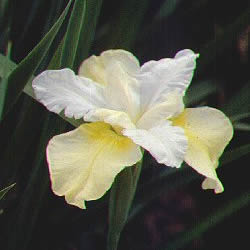 Iris Siberian, Butter & Sugar