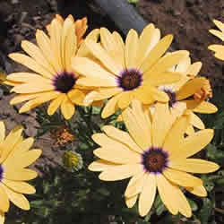 Osteospermum / Sunscape Daisy, Lemon Yellow