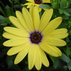 Sunscape Daisy,  Summertime Yellow