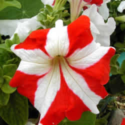 Petunia Single Grand, Ultra Red and White