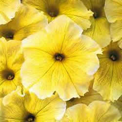 Petunia Single Gradiflora, Prism Sunshine Yellow