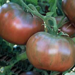 Tomato Heirloom, Cherokee Purple