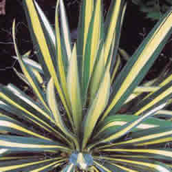Yucca Filamentosa,  Color Guard